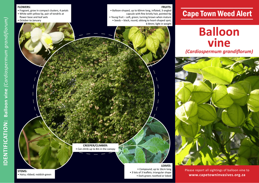 Balloon Vine Cape Town Invasives Balloon Vine Cape Town Invasives