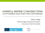 Harmful marine cyanobacteria their possible role in net pen liver