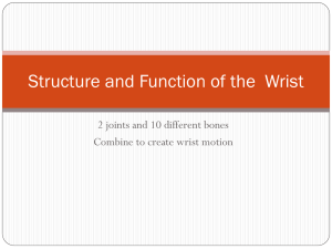 Structure and Function of the Wrist