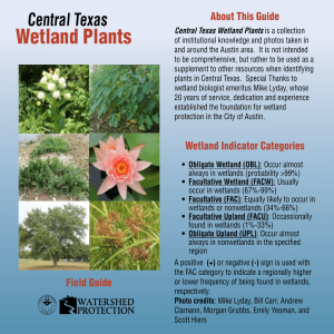 Central Texas Wetland Plants