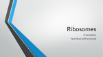 Ribosomes 2