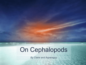 On Cephalopods - WordPress.com