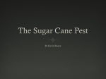 The Sugar Cane Pest - Kevin raney E