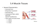 5.4 Muscle Tissues