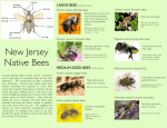 New Jersey Native Bees