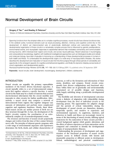 Normal Development of Brain Circuits