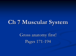 Ch 7 Muscular System