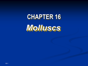 Classes of Molluscs