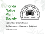 Solidago odora - Florida Native Plant Society