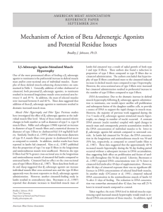 Mechanism of Action of Beta Adrenergic Agonists and Potential