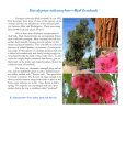 Eucalyptus sideroxylon—Red Ironbark