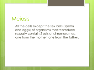 meiosis_1