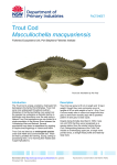 Trout Cod - NSW Department of Primary Industries