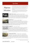 Marine Worms