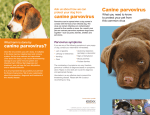 Canine parvovirus: What you need to know to protect your pet