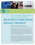 are antarctic minke whales unusually abundant?
