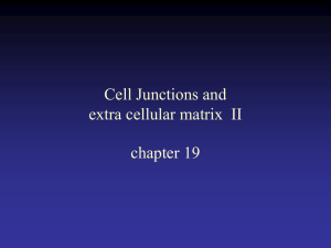 Cell Junctions II