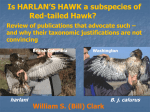 Is HARLAN`S HAWK a subspecies of Red