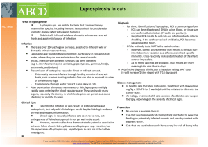 Leptospirosis in cats