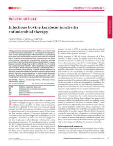 Infectious bovine keratoconjunctivitis antimicrobial therapy