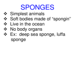 Simplest animals Soft bodies made of “spongin” Live in the ocean