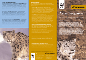 Asian leopards