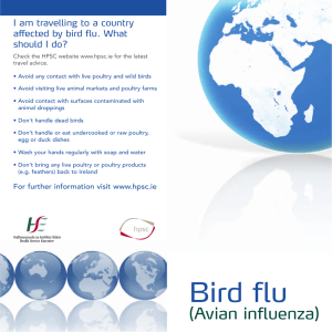 bird flu leaflet