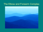 The Elbow and Forearm Complex - PHT 1228c Therapeutic Exercise II