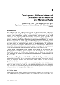 Development, Differentiation and Derivatives of the Wolffian