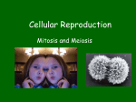 Cellular Reproduction - Manasquan Public Schools