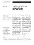 The pathogenesis of catheter-related bloodstream infection with