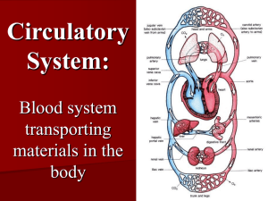 Circulatory System: Blood system transporting materials in the body