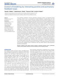 Control of breathing by interacting pontine and