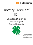 Forestry Tree/Leaf ID - University of Tennessee Extension