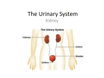 The Urinary System - Ms. Zhong`s Classes