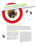 EIA in Saskatchewan: Key facts about equine infectious anemia