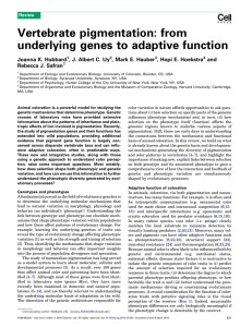 Vertebrate pigmentation: from underlying genes to adaptive function