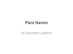 Plant names