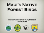 Maui`s Native - Maui Forest Bird Recovery Project