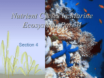 Nutrient Cycles in Marine Ecosystems (Part 2)