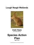4.7. Irish Hare Species Action Plan