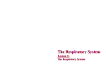 The Respiratory System Upon completion of this lesson, students