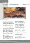 Southern pygmy perch - Murray