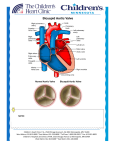 Bicuspid Aortic Valve - Children`s Heart Clinic