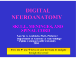 digital neuroanatomy