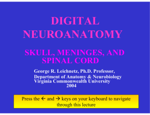 digital neuroanatomy
