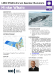 Minke Whale - Scottish Environment LINK