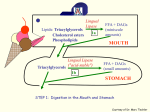 Lingual Lipase