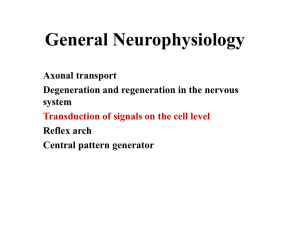 General Neurophysiology