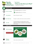 What are the Parts of a Plant?